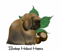 Buckeye Holland Hoppers